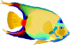 Queen anglefish commom in waters off Sarasota