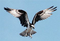 OSPREY FL  IS NAMED AFTER  THE OSPREY HAWK IN PHOTO