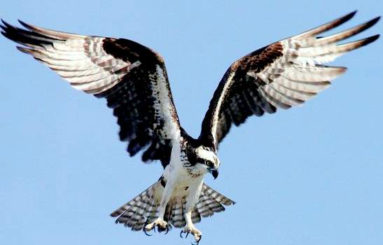 The Osprey or Fish Eagle / Fish Hawk is a very common sight in Ospery Fl and all over Sarasota County